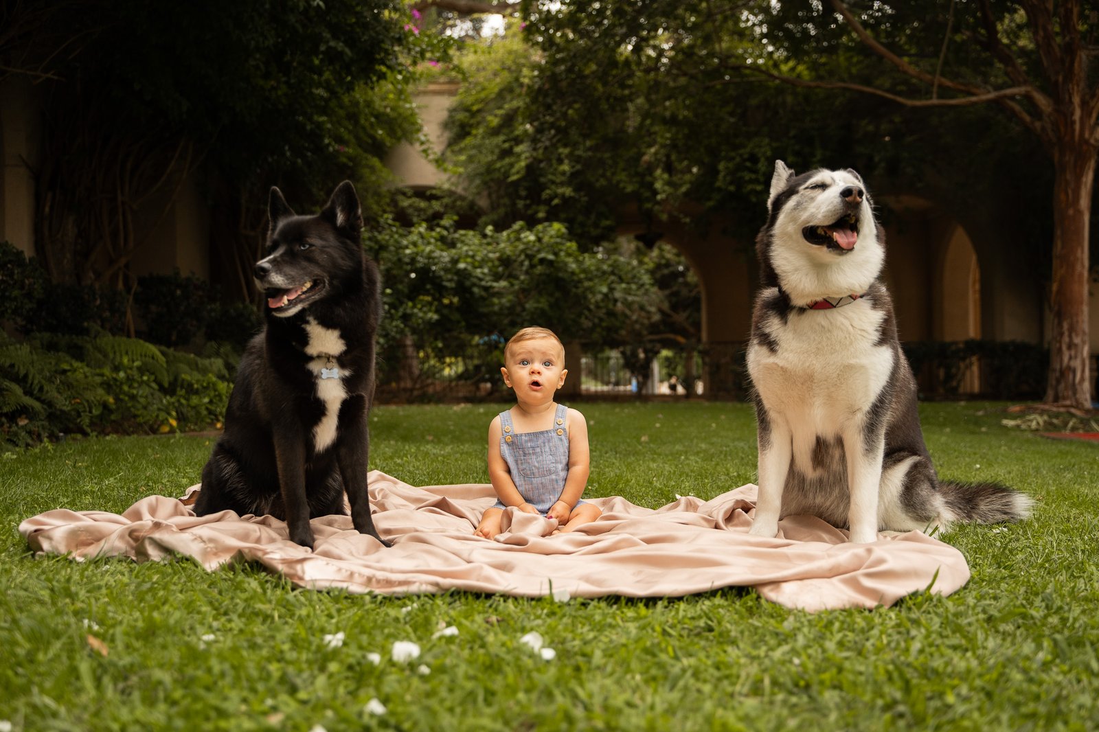 Baby sitting on a blanket inbetween to two dogs.